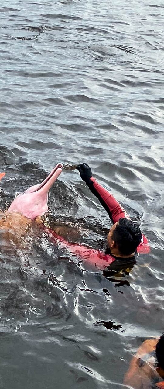 PINK DOLPHIN ECOTURISMO NO BRAZIL
